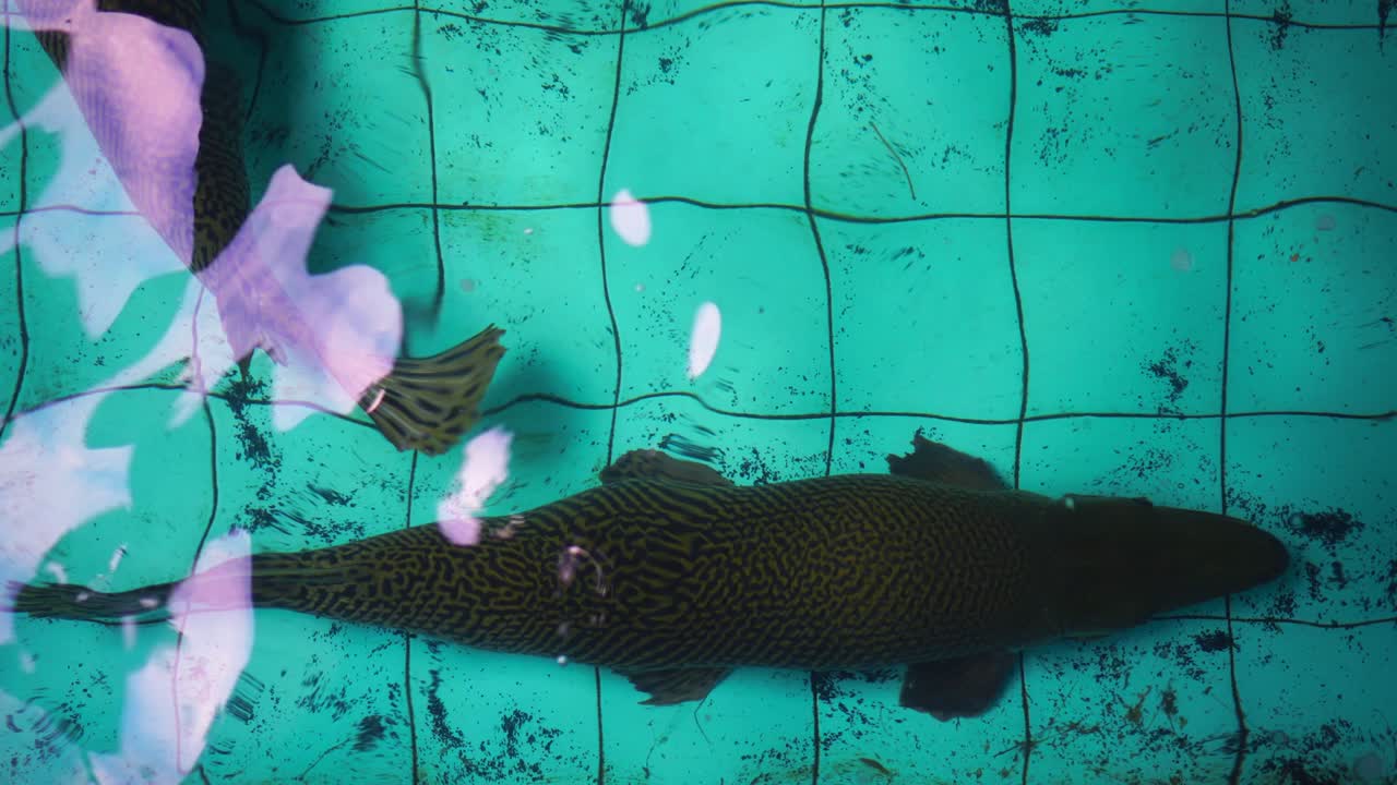 악어 가르 (atractosteus spatula) 는 자갈 바닥에 앉아 있습니다.