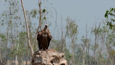 The-Himalayan-Griffon-Vulture-is-Near-Threatened-due-to-toxic-food-source-and-habitat-loss