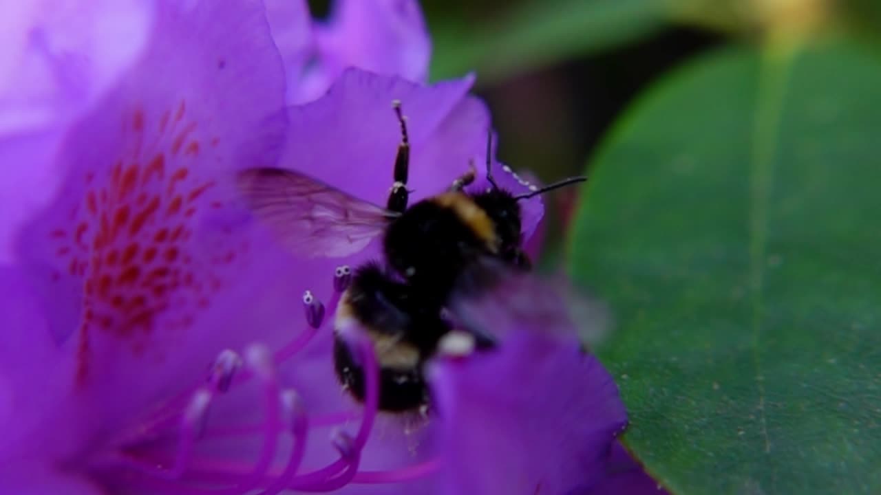 primer plano de abejorros aleteando sus alas mientras polinizan una flor púrpura en flor