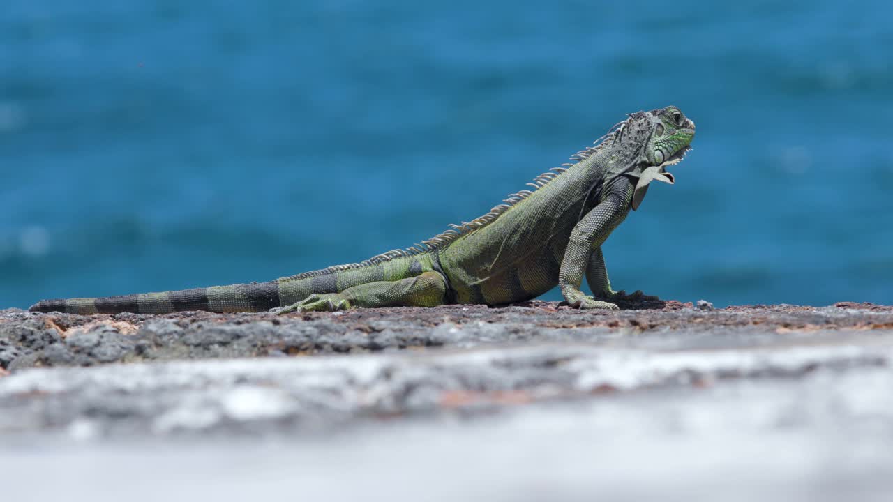 ⁇ 은 날씨 에 바위 에 서 있는 이구아나 도마 ⁇  과 그 뒤 에 있는 바다 물결 - 4k dci