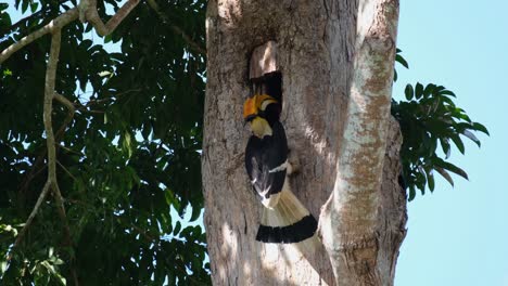 hanging on the mouth of its nest while feeding then flies away to the left, great indian hornbill buceros bicornis, khao yai national park, thailand