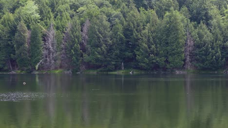 panning view of beautiful lake with slight ripples in the dense green forest