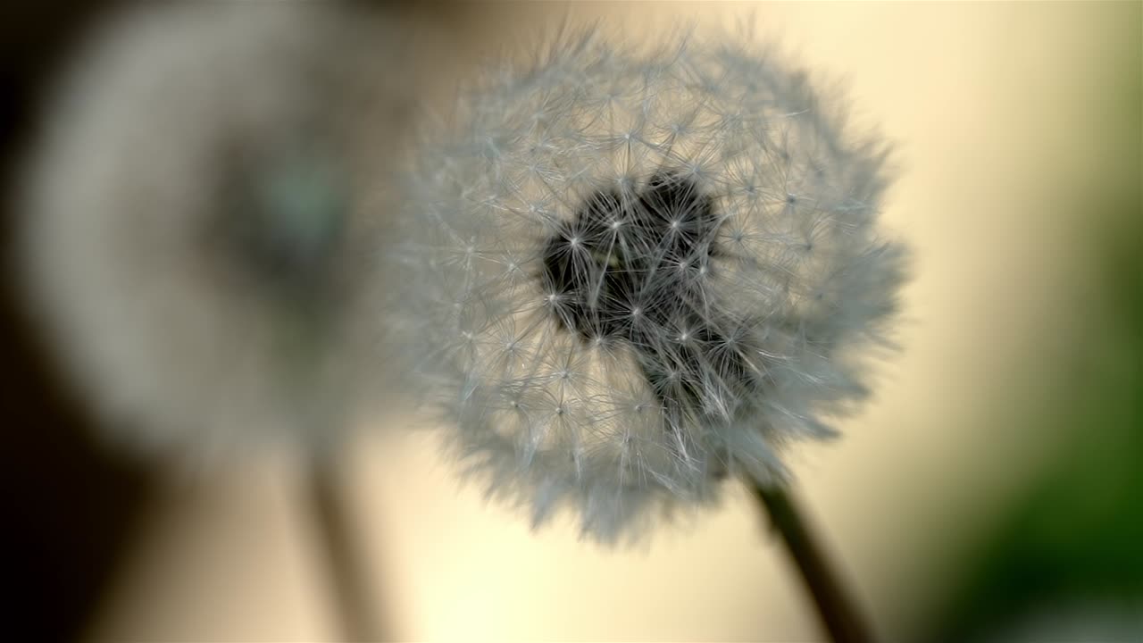 매크로 슬로모션 은 왼쪽에서 오른쪽으로 천천히 움직입니다.