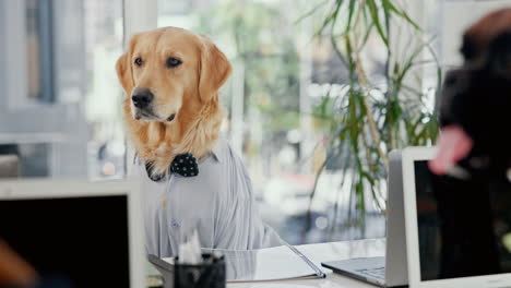 a golden retriever in an office setting