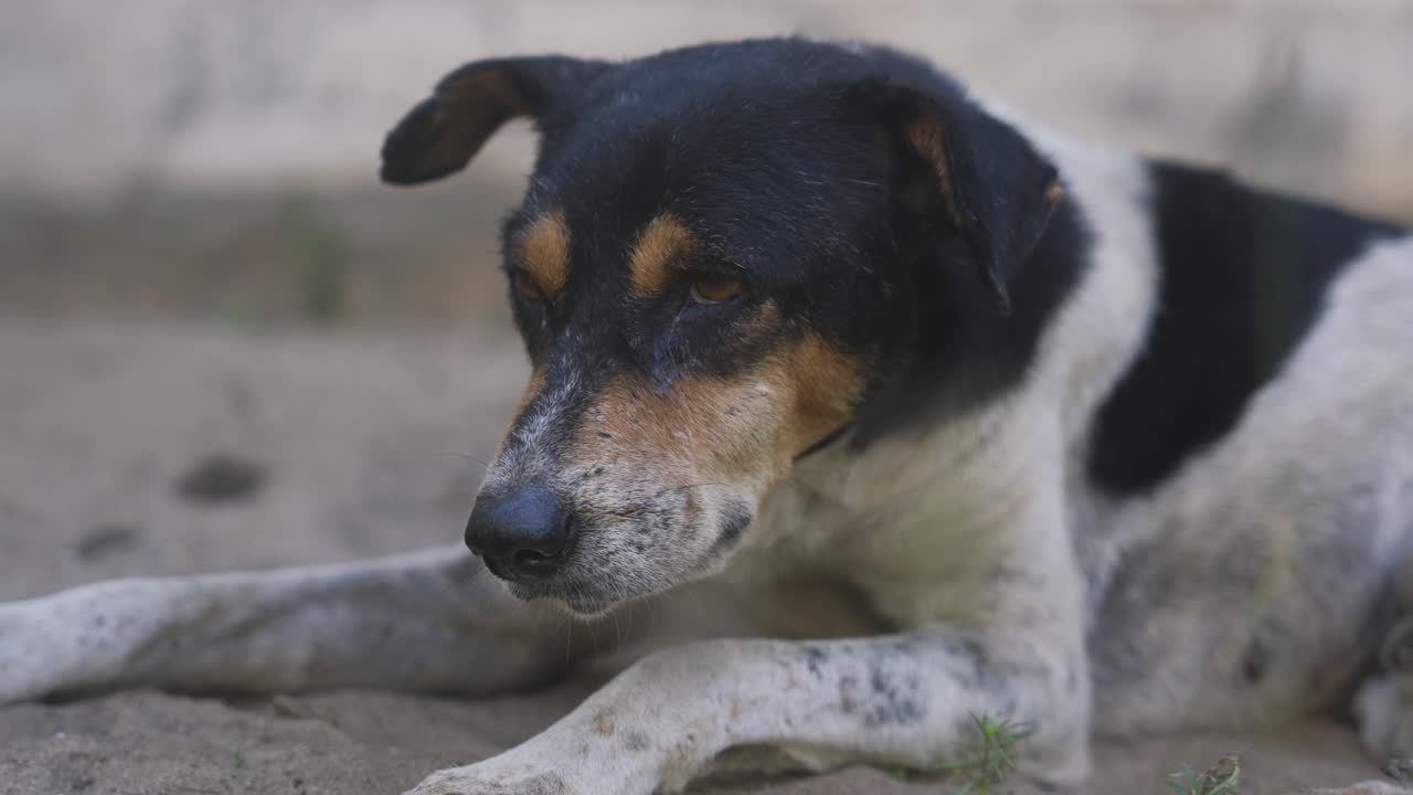 Tired stray dog resting on sandy ground in Sri Lanka, resting and panting with cute exhausted expression