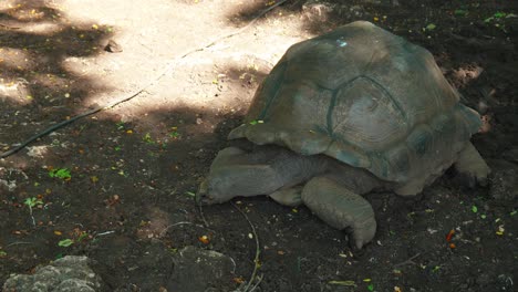 zanzibar giant aldabra tortoise foraging on shaded dirt zoo floor in prison island sanctuary