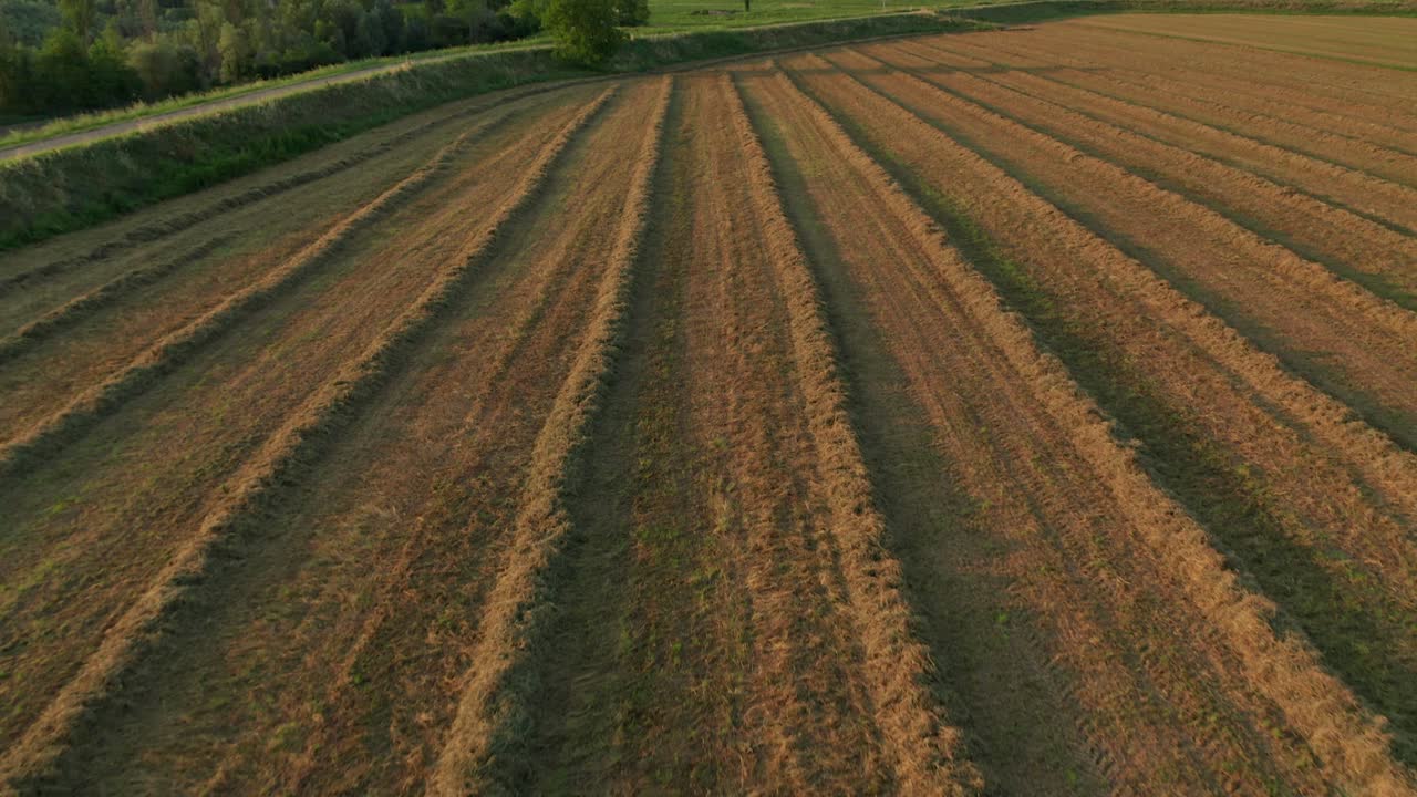 4K Drohnenaufnahme: Schnelle, kinoreife Übersicht über ein symmetrisches Luzernefeld bei Sonnenuntergang