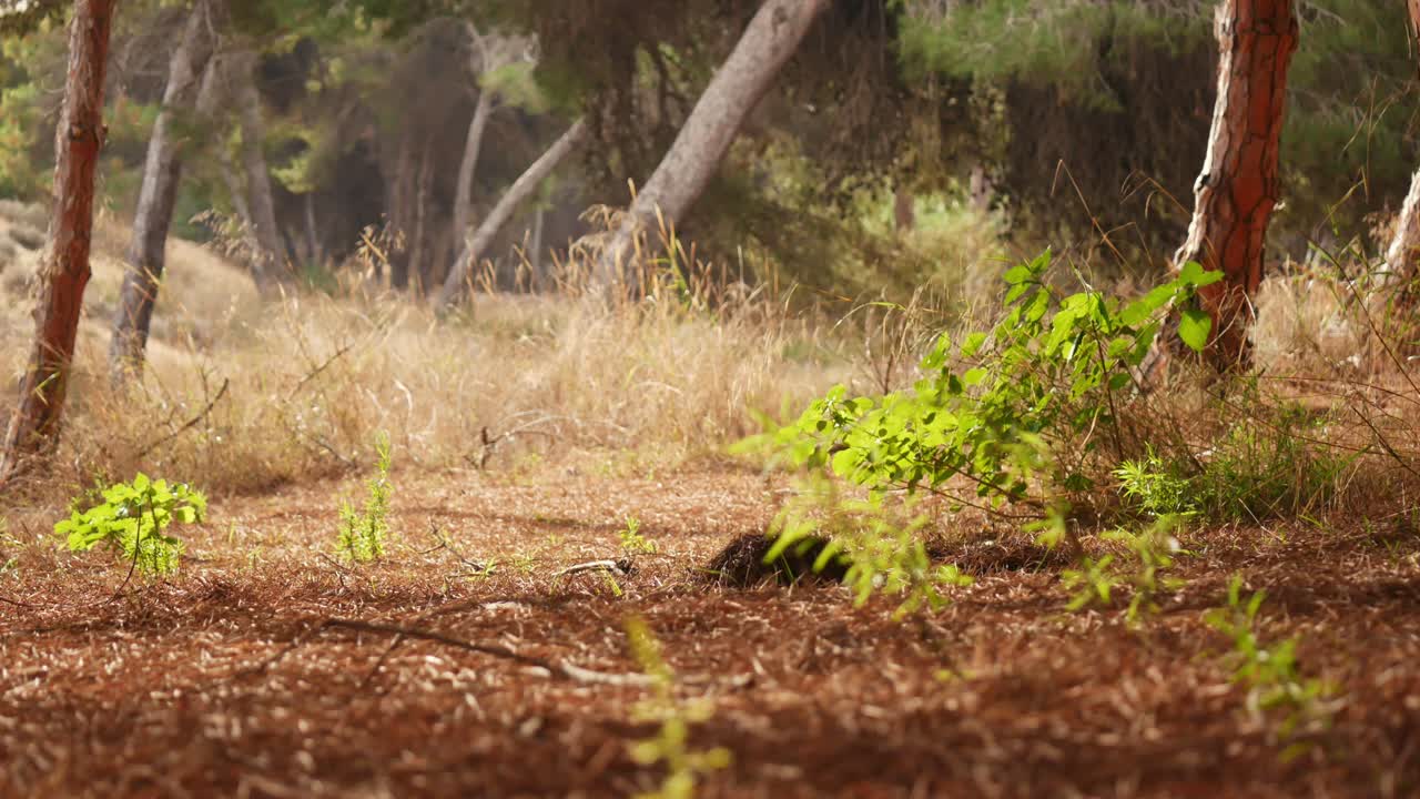Serene Forest Scene: Sunlight Dappled Path Through Lush Pine Trees