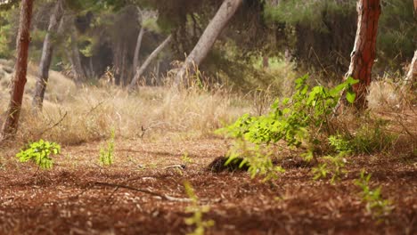 serene forest scene: sunlight dappled path through lush pine trees