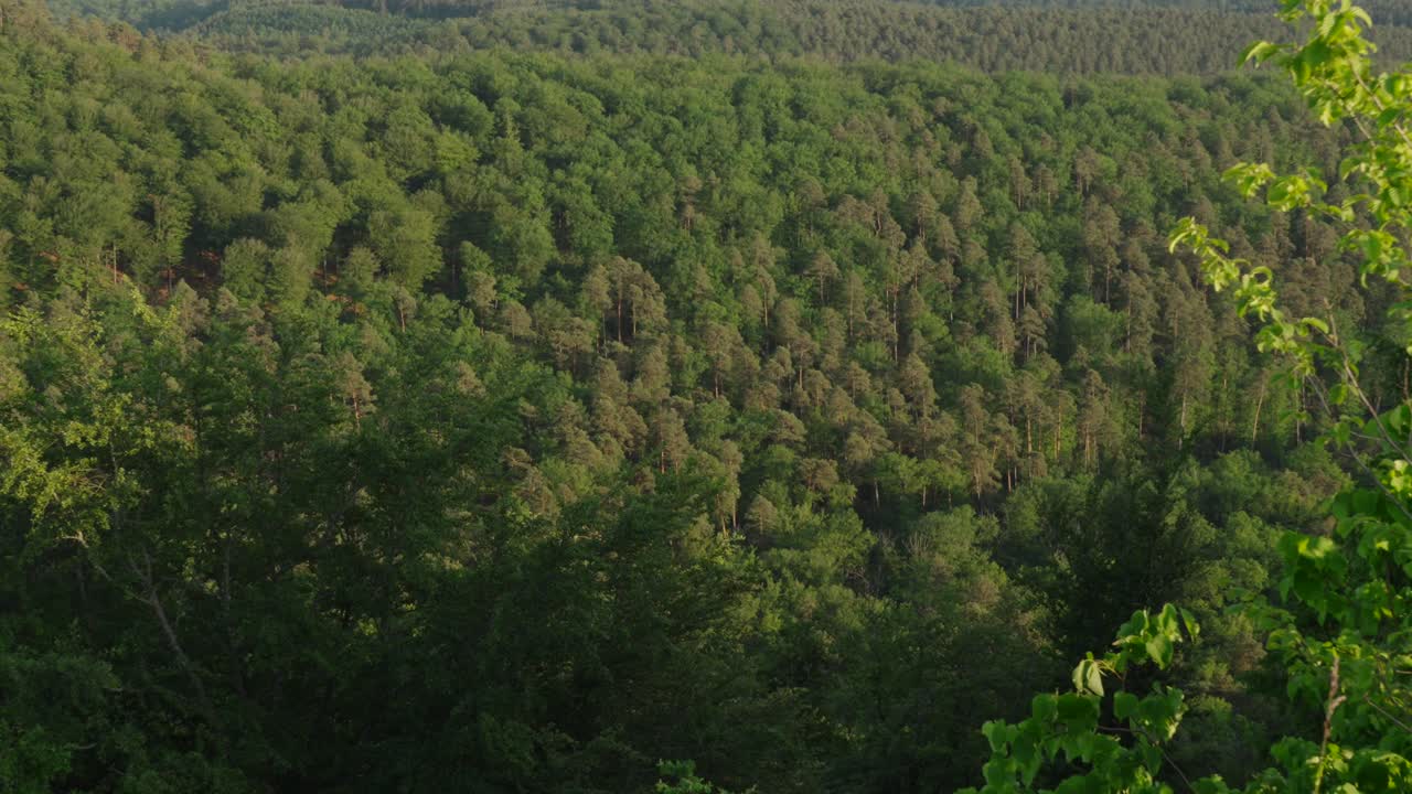 vista panorámica de un extenso bosque de pinos en la luz del sol de la tarde