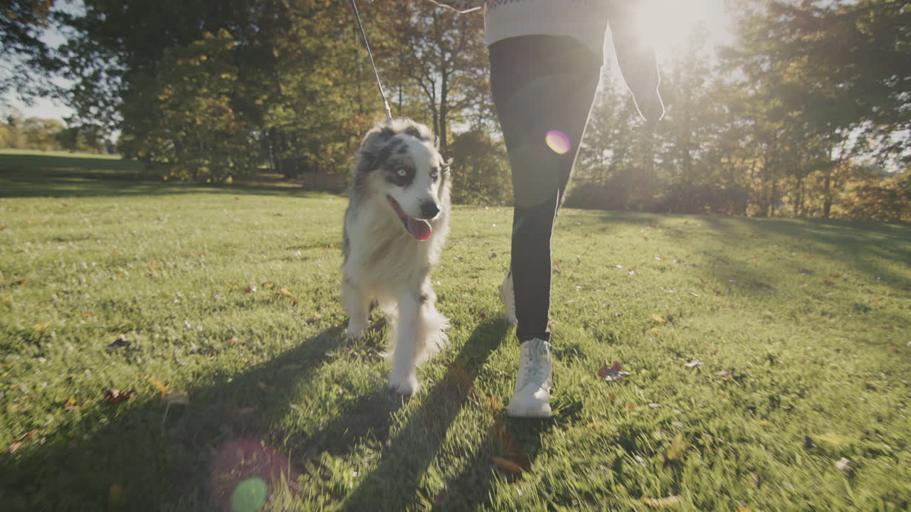 십대 는 애완 동물 인 오스트레일리아 목자 와 함께 공원 에서  ⁇ 고 있다