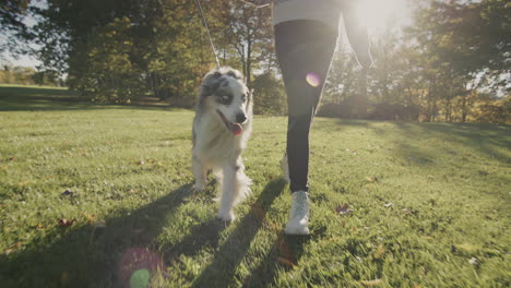 teenager walking in the park with his pet - australian shepherd