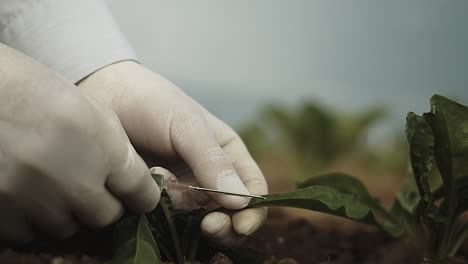 Contamination-of-vegetables-with-syringe-and-needle,-closeup-of-green-leaf,-GMO-concept