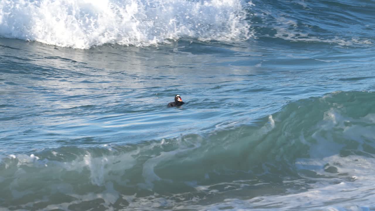 Male Surf Scoter dives under crashing sea waves in Monterey Bay, California; 4K Nature And Wildlife