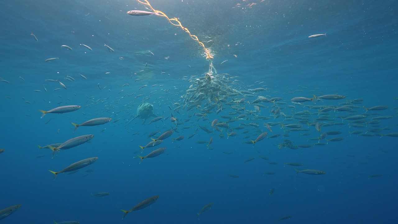 Great White Shark approaches bait, getting close and swimming by while cage diving at the island of Guadalupe, Mexico. Slow motion shot