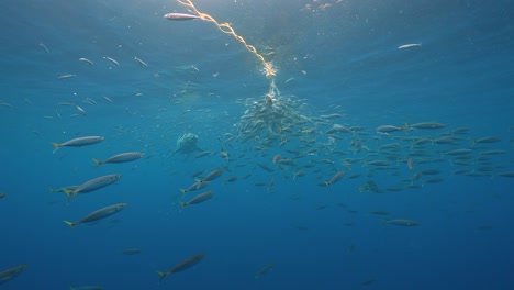 great white shark approaches bait, getting close and swimming by while cage diving at the island of guadalupe, mexico. slow motion shot