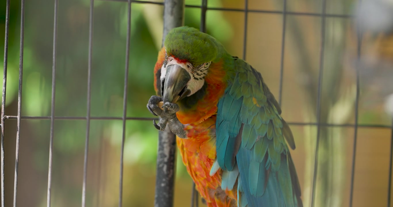 Primo piano di un colorato pappagallo ara ibrido che mangia una noce tenuta nell'artiglio con il becco all'interno di una gabbia a rete metallica al Jeju Flower Bird Park Hwajoowon in Corea del Sud.