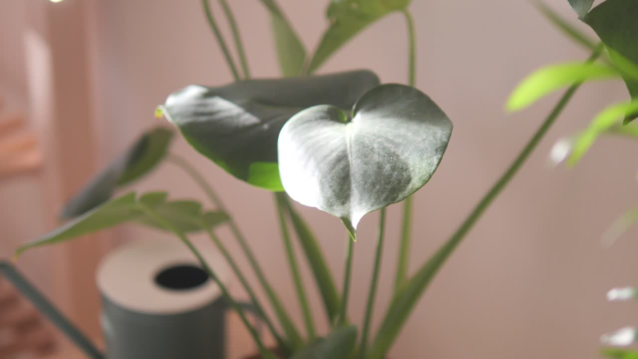 Close-up of a Monstera Plant