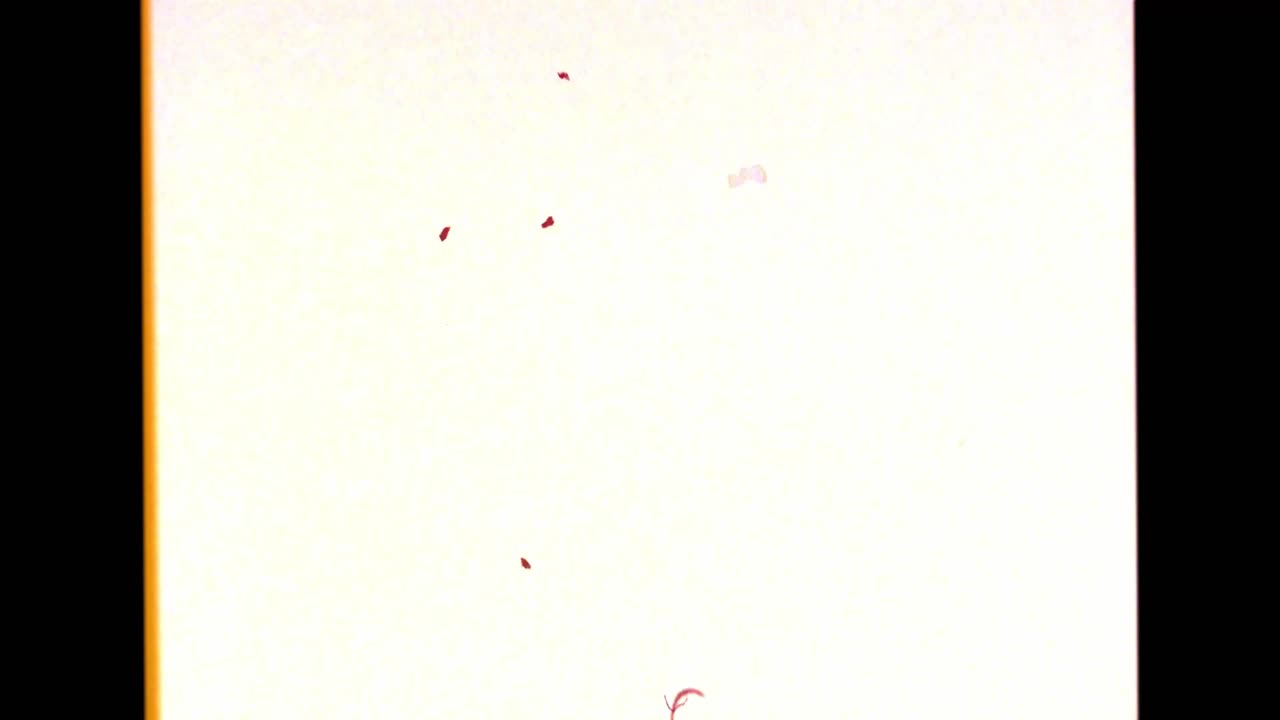 Authentic vintage film leader with sepia tone, edge burn, dust, and scratches on a warm white background. For retro or historical transitions