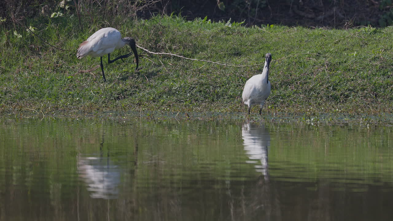 Two black necked ibises searching food in the lakeshore during daytime in keoladeo bird sanctuary, India.