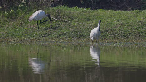 two black necked ibises searching food in the lakeshore during daytime in keoladeo bird sanctuary, india.