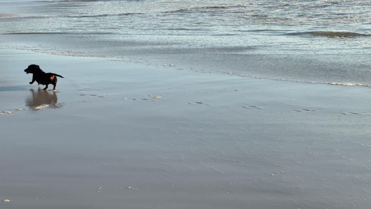 Sausage Dogs run along the waterline as the waves come in on the shore, at Camps Bay Beach in Cape Town, South Africa.