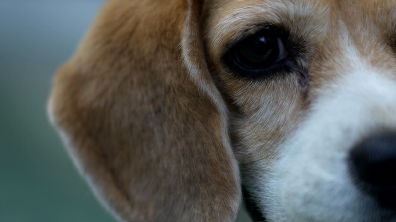 Primo piano di adorabile Beagle