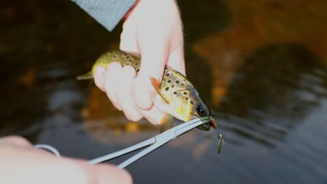 close-up shot of a small metal lure being taken out of a brown trouts mouth with forceps in the fisherman's hand