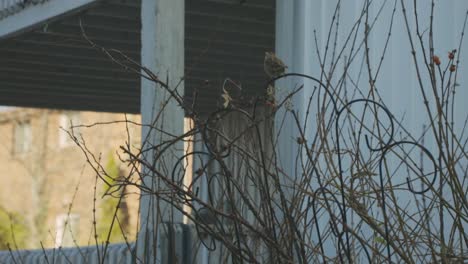 pájaros posados en metal con tallos secos de plantas marrones