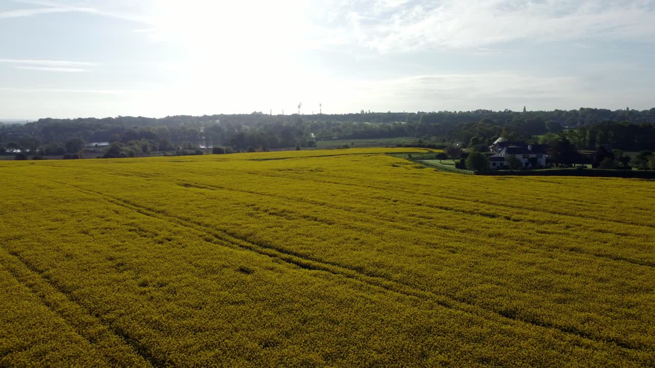 Aerial view rising above colourful bright golden yellow rapeseed field harvest in British countryside at sunrise