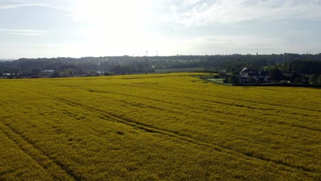 Aerial-view-rising-above-colourful-bright-golden-yellow-rapeseed-field-harvest-in-British-countryside-at-sunrise