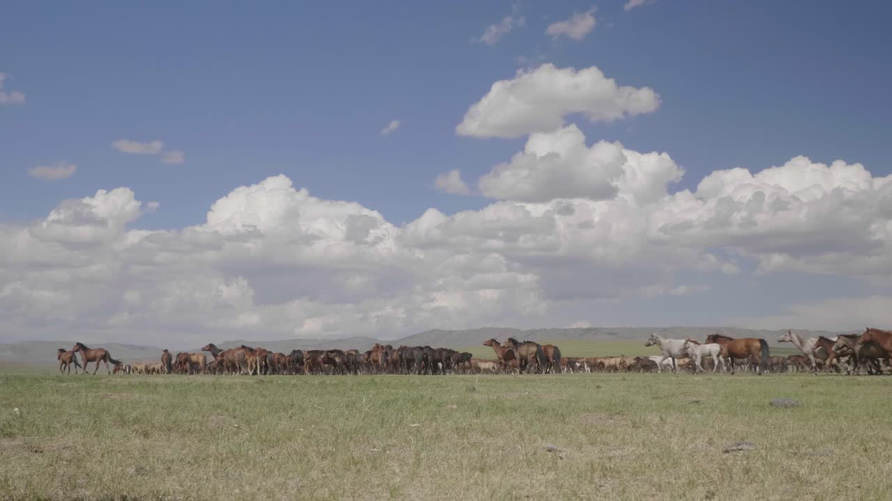 Free stock video - Herd of horses in wild mongolian steppes. fix angle ...