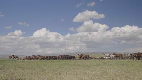 manada de caballos en las estepas salvajes de mongolia.