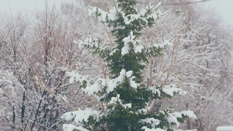 green fir with wide branches and thick white snow layer
