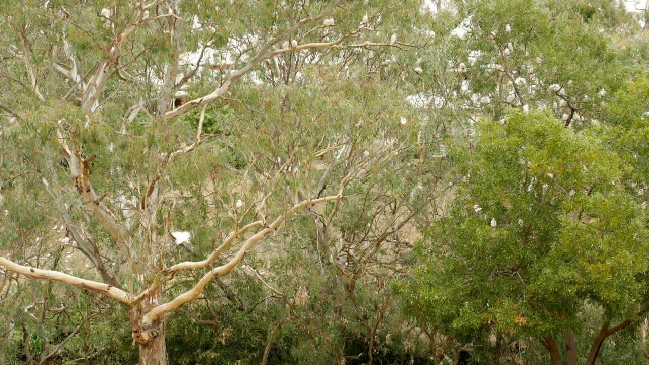 bandada de corella australiana nativa en proporciones de peste en un municipio victoriano