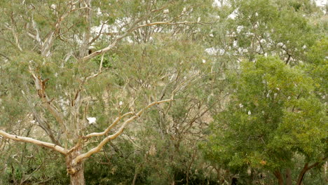 Native-Australian-Corella-flock-in-plague-proportions-at-a-Victorian-township