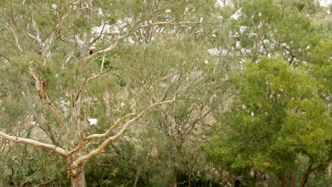 bandada de corella australiana nativa en proporciones de peste en un municipio victoriano