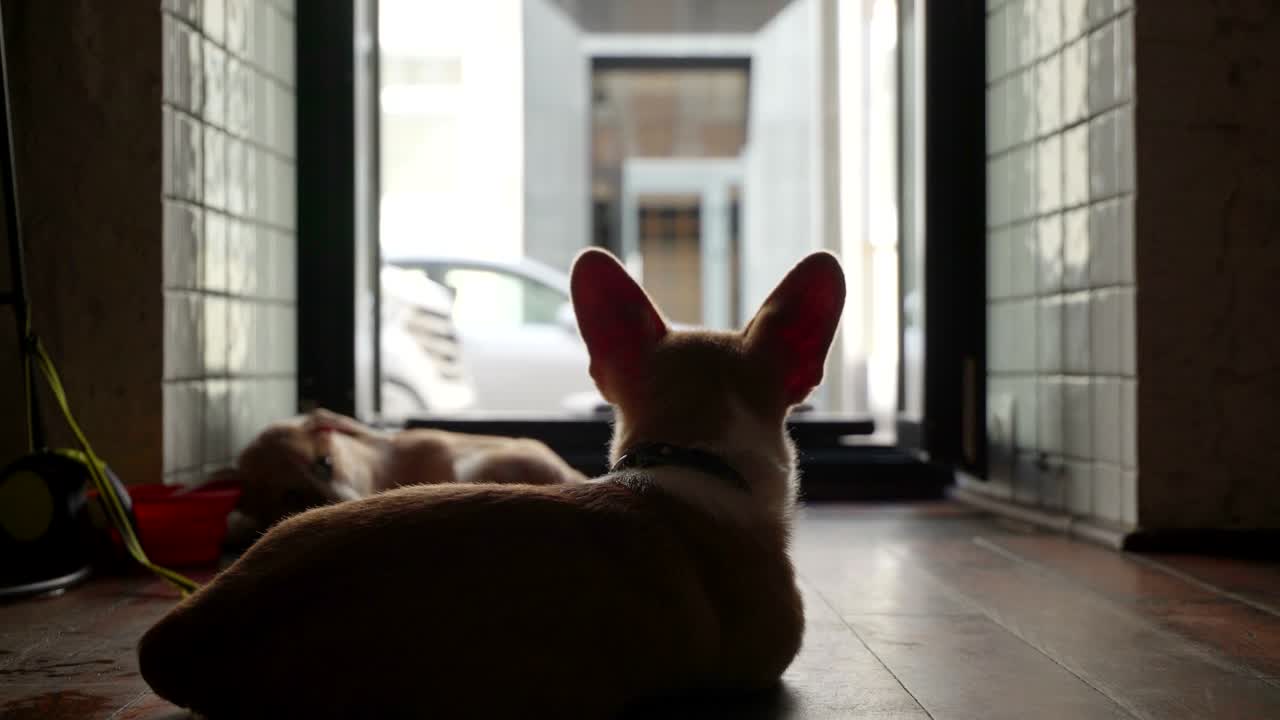 웨일스 코르기 강아지 패션 촬영 스타일 미미미 강아지 강아지 휴식 심한 촬영 하루 후 강아지 귀는 아직 서 있지 않은 강아지 개의 해 중국 달력의 상징 메리 크리스마스 및 행복한 새해 낮은 각도 뷰