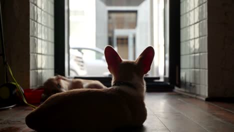 cachorros welsh corgi en la sesión de fotos de moda. estilo mimimi. cachorros descansan después de un día de tiroteos pesados. cachorro orejas aún no de pie. año del perro. símbolo del año calendario chino. feliz navidad y feliz año nuevo. vista de bajo ángulo