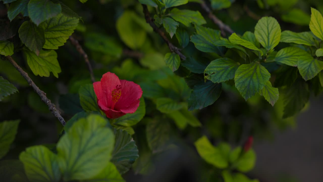 Fiore di ibisco rosso tra il fogliame verde, sfondo di bellezza naturale.