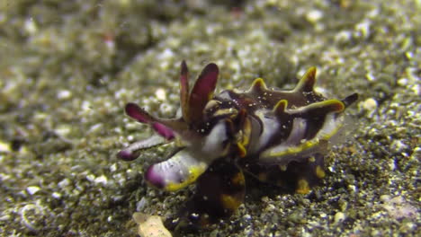 flamboyant cuttlefish turns around on sandy bottom showing vibrant colors