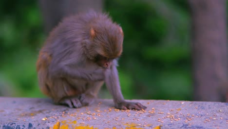 rhesus monkey eating roasted gram and running away from a public place