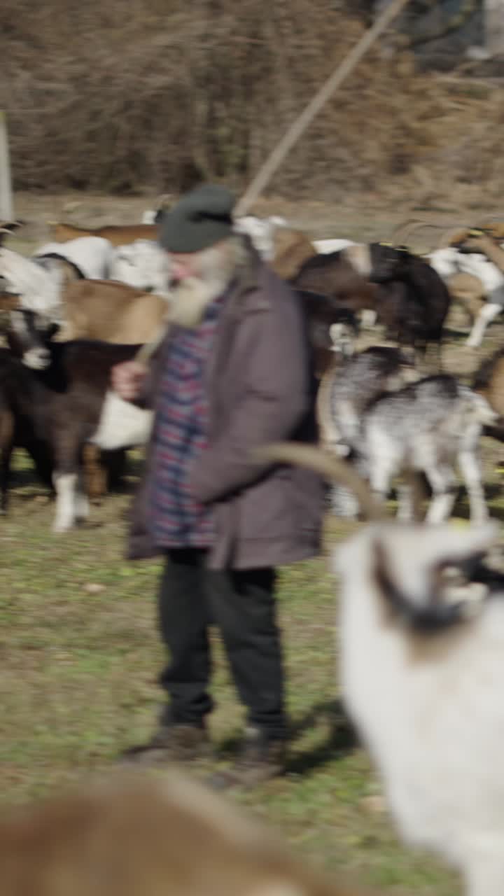 Dog and goats in a rural landscape
