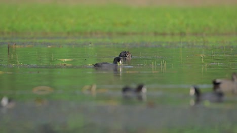 A-male-gadwall--swimming