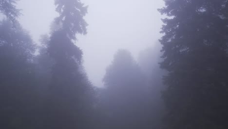 conduciendo en un bosque aterrador y brumoso.