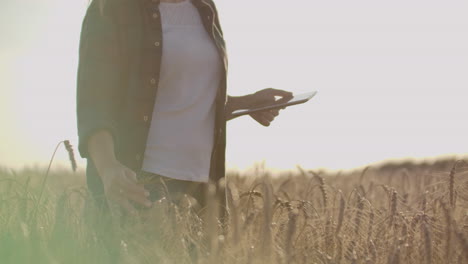 Joven-Agricultora-Trabajando-Con-Tableta-En-El-Campo-Al-Atardecer.-El-Propietario-De-Un-Concepto-De-Pequeña-Empresa.