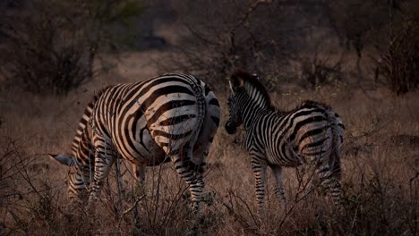 zebra foal stands behind its grazing mother zebra