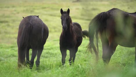 cavalo olhando para a câmera