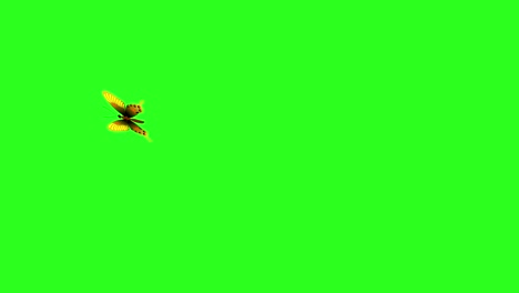 mariposa de belleza colorida animada en la pantalla verde tecla de croma