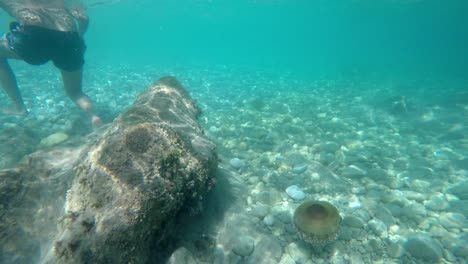 fried egg jellyfish at seabed full of different stones